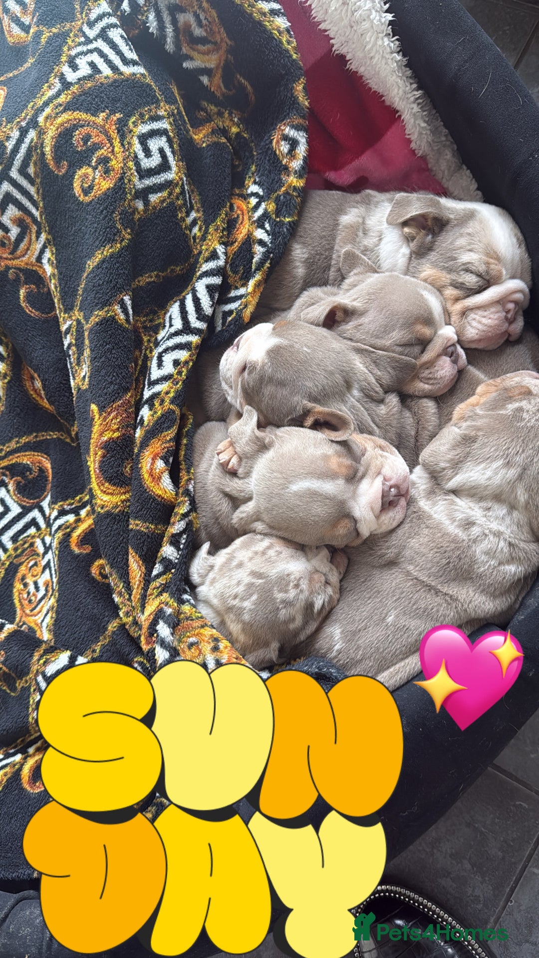English Bulldog dogs for sale: ✨ Exceptional Bulldog Puppies Available ✨ - Advert 2
