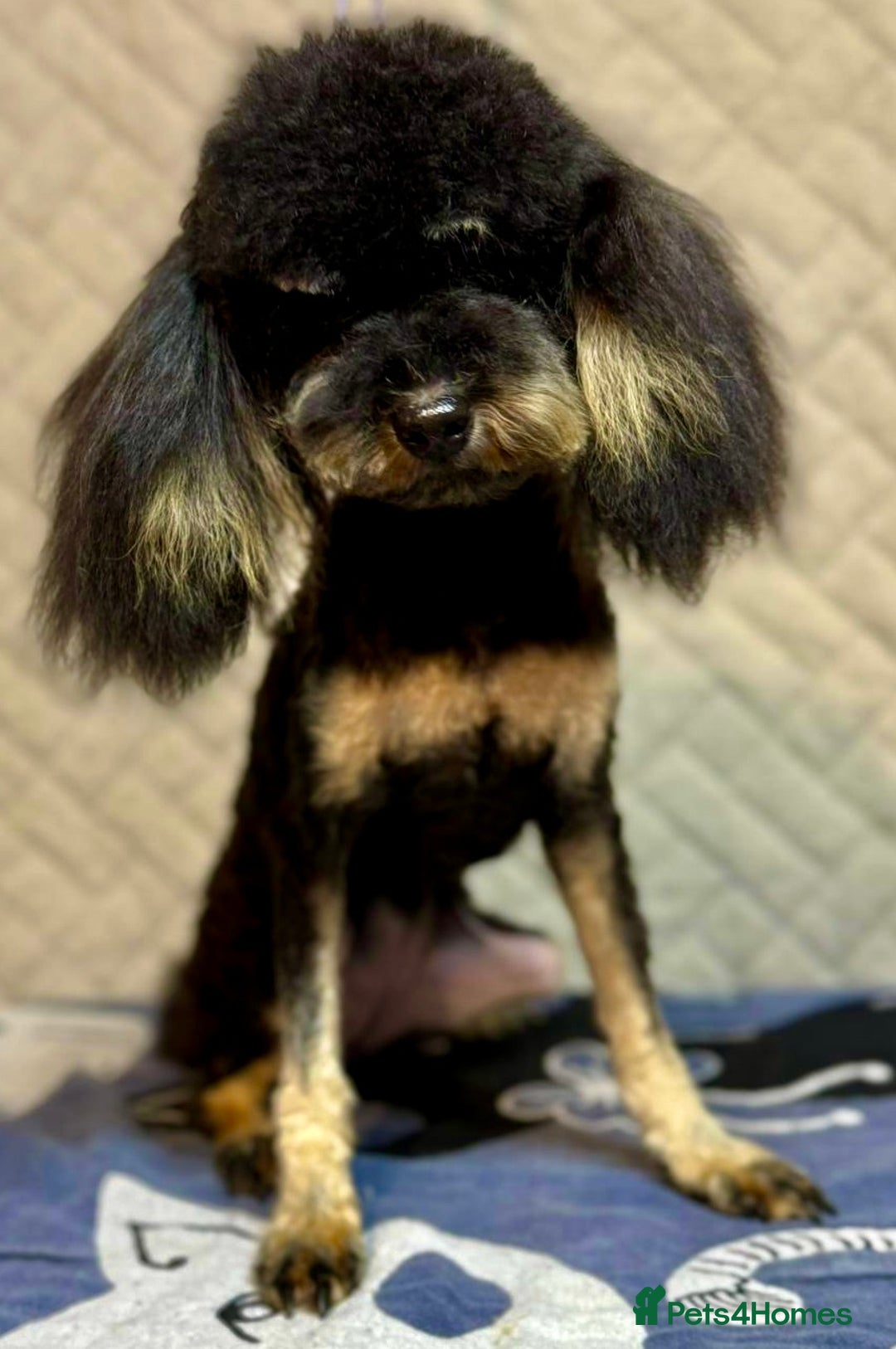 Miniature Poodle dogs for adoption: Lola: The Tiny Poodle Who Survived the Darkness - Image 3