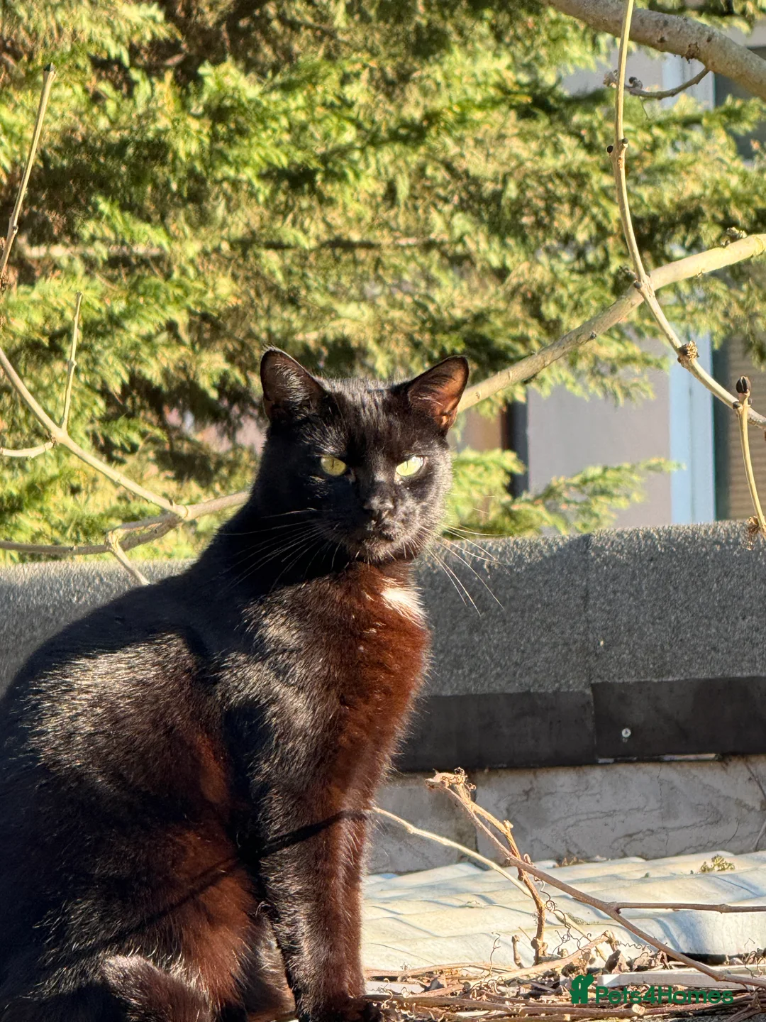 Bombay cats for sale: Sweet Cat Looking for His Forever Home - Advert 3