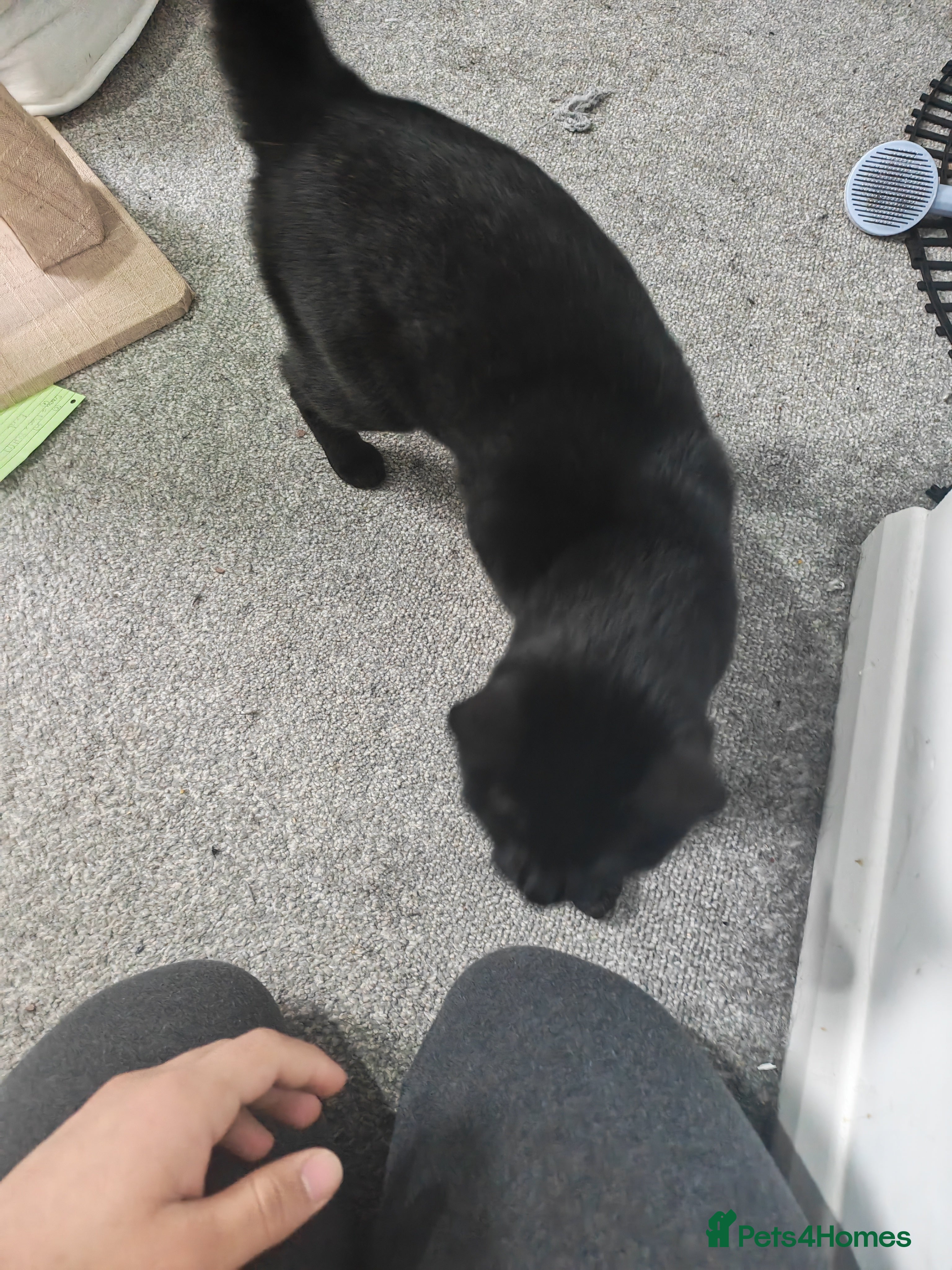 British Shorthair cats Shorthair cat for sale - Advert 2