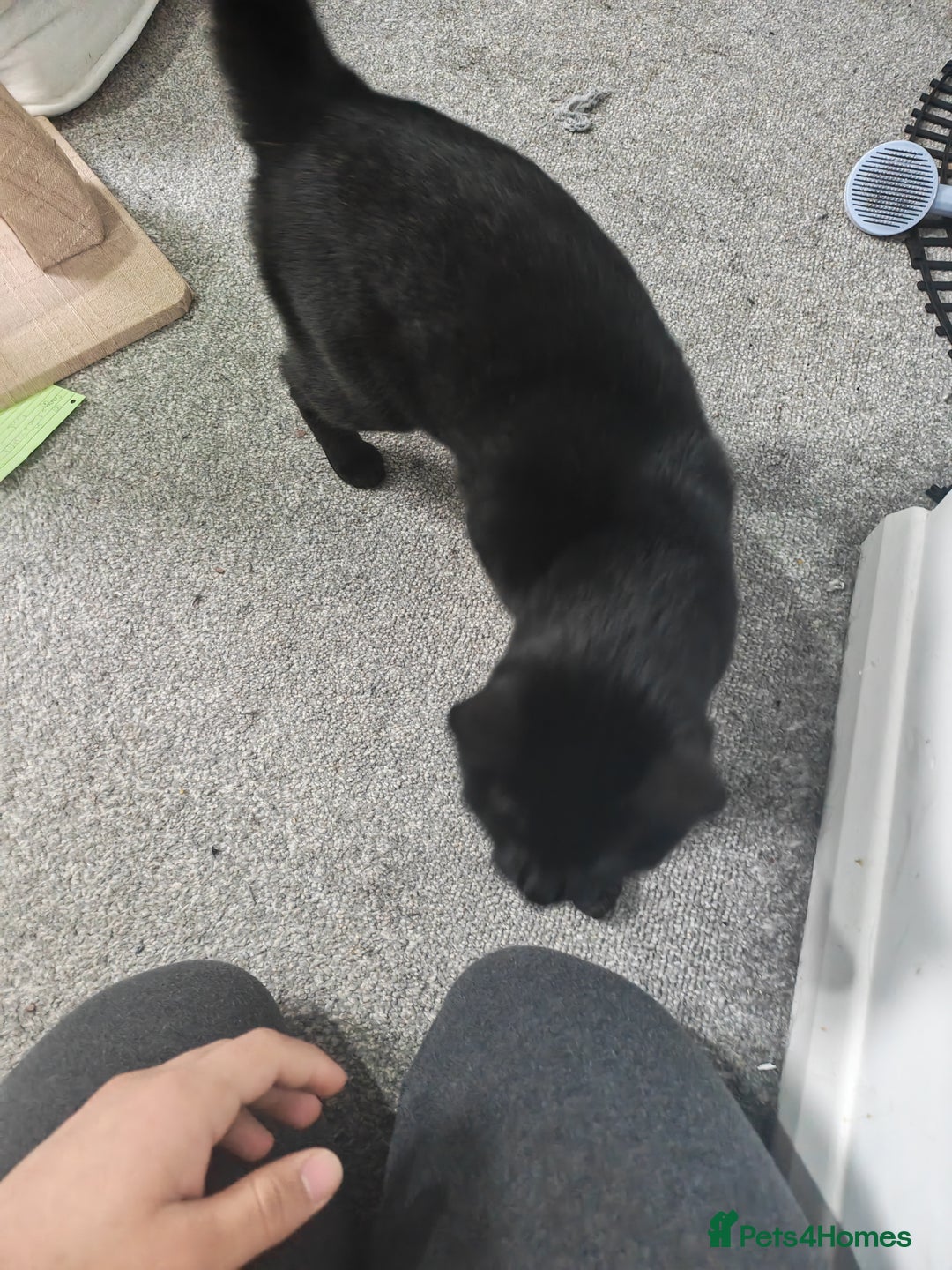 British Shorthair cats for sale: Shorthair cat for sale - Advert 1