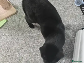 British Shorthair cats Shorthair cat for sale - Advert 9