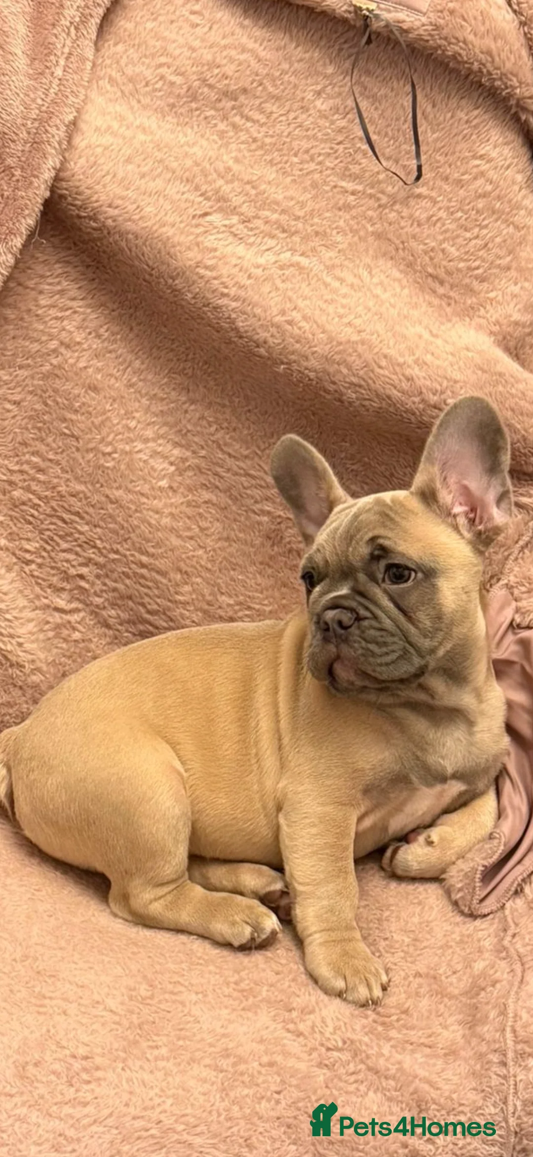 French Bulldog dogs for sale: French bull dog puppy  - Advert 3