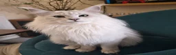 Maine Coon cats for stud: Sir Aslan Silver Shaded Stud  - Advert 18