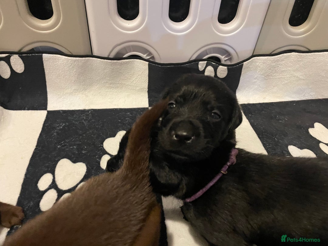 Labrador Retriever dogs for sale: KC registered Labrador pups - Advert 10