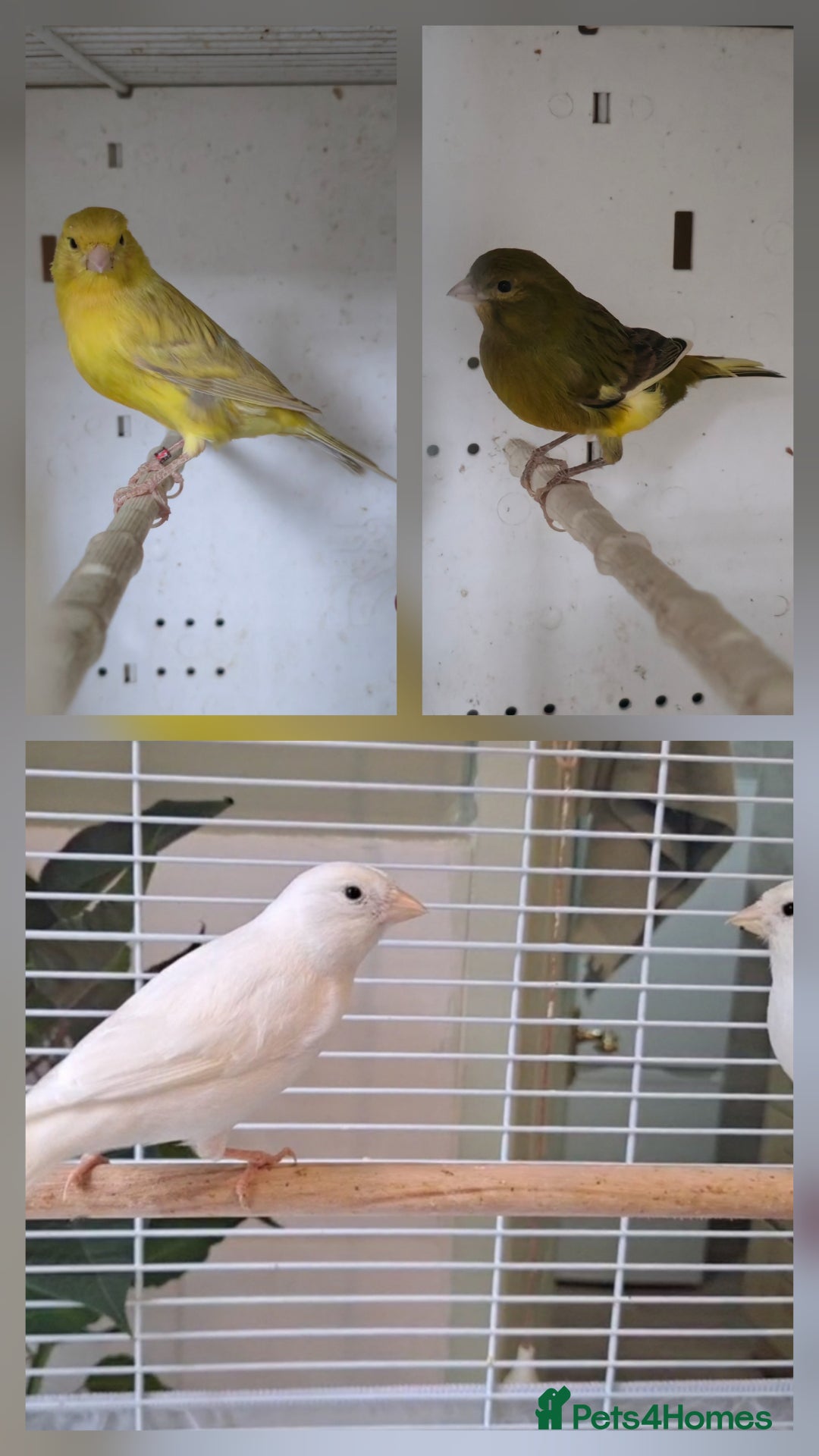 Canaries birds for sale: Canaries  - Advert 2