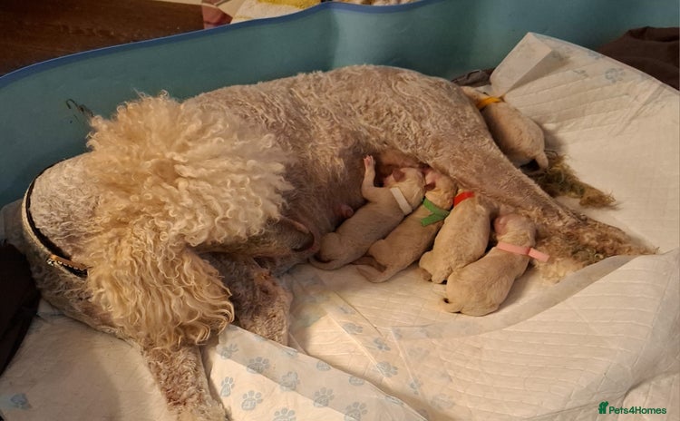 Standard Poodle dogs - Advert 1