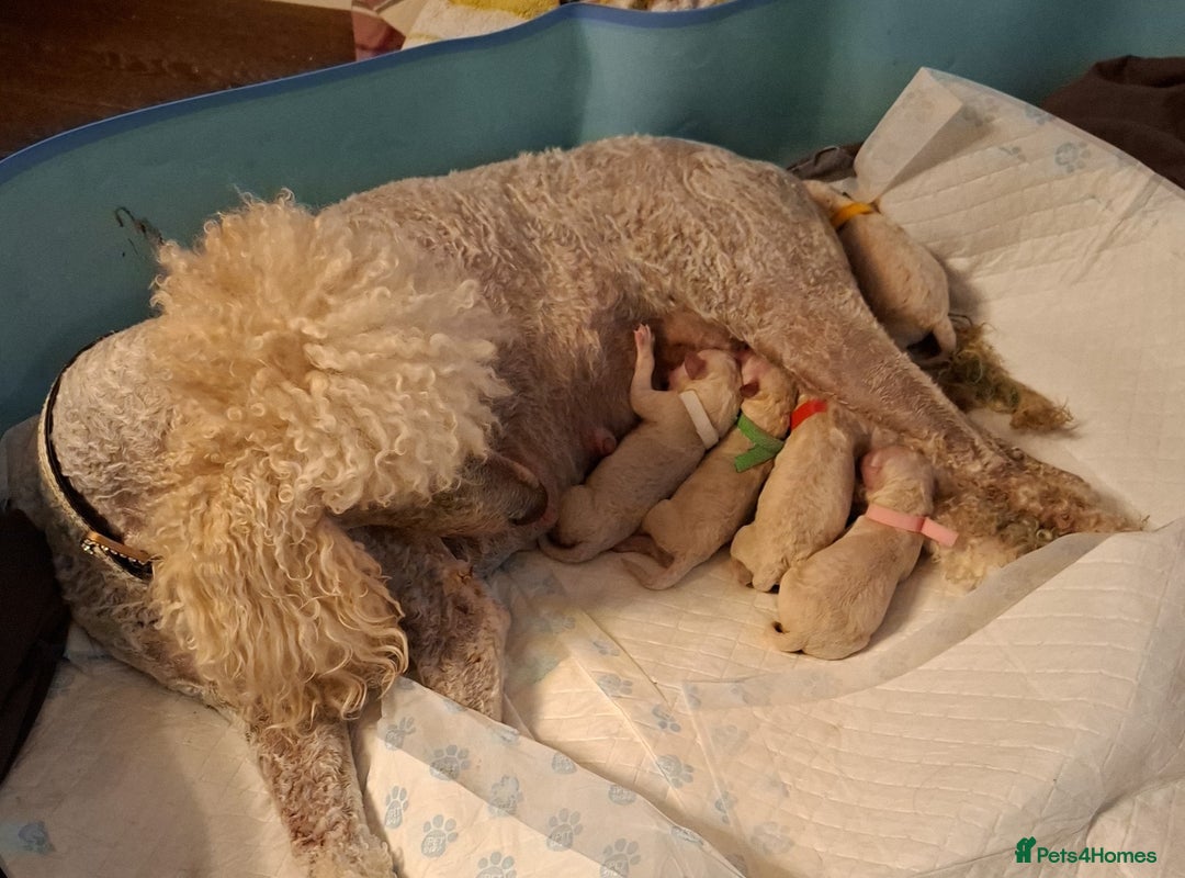Standard Poodle dogs for sale: Standard poodle puppies  - Image 1