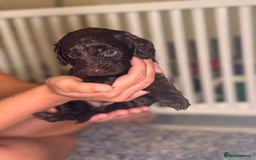 Cockapoo dogs for sale: Ready to leave Minature F1 PRA clear cockapoo pups - Image 19