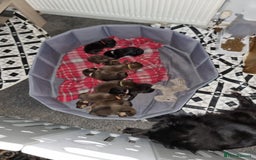 Mixed Breed dogs for sale: Miniature Dachshund x Pomeranian Puppies - Image 11