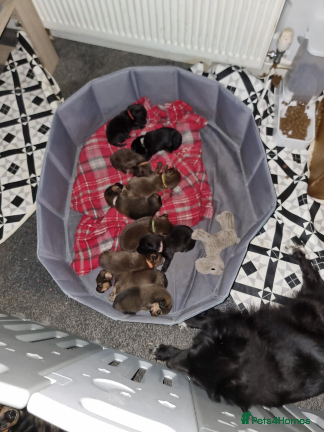 Mixed Breed dogs for sale: Miniature Dachshund x Pomeranian Puppies - Image 11