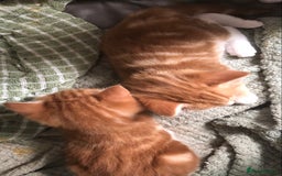 British Longhair cats for sale: 2 x Beautiful Ginger Girls, must go together ❤️ - Image 3