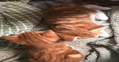 British Longhair cats - Advert 7