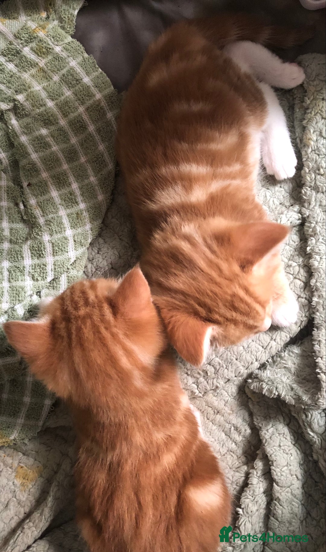 British Longhair cats for sale: 2 x Beautiful Ginger Girls, must go together ❤️ - Image 3