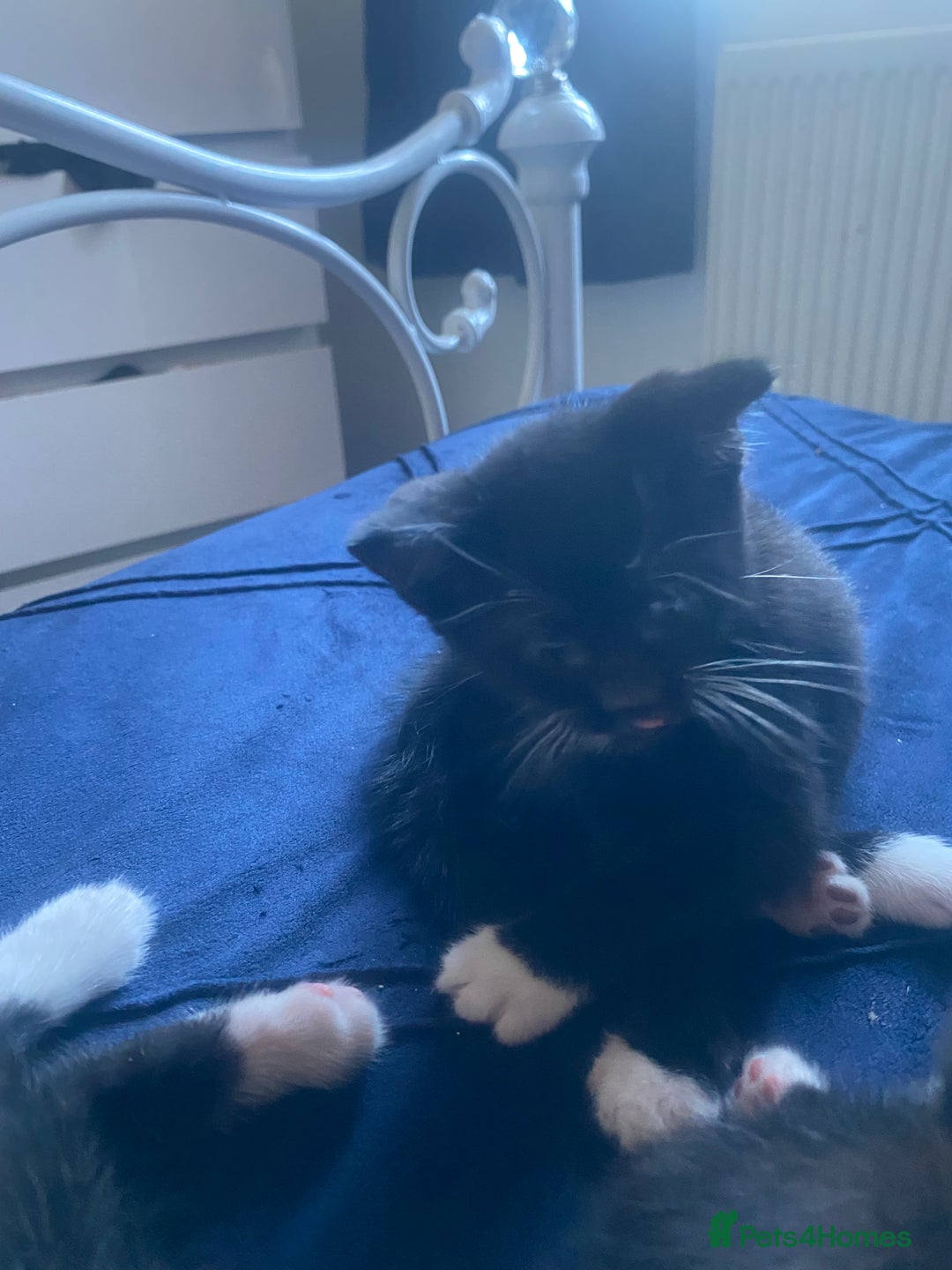 Mixed Breed cats for sale: Black & white kittens need their forever homes - Image 9
