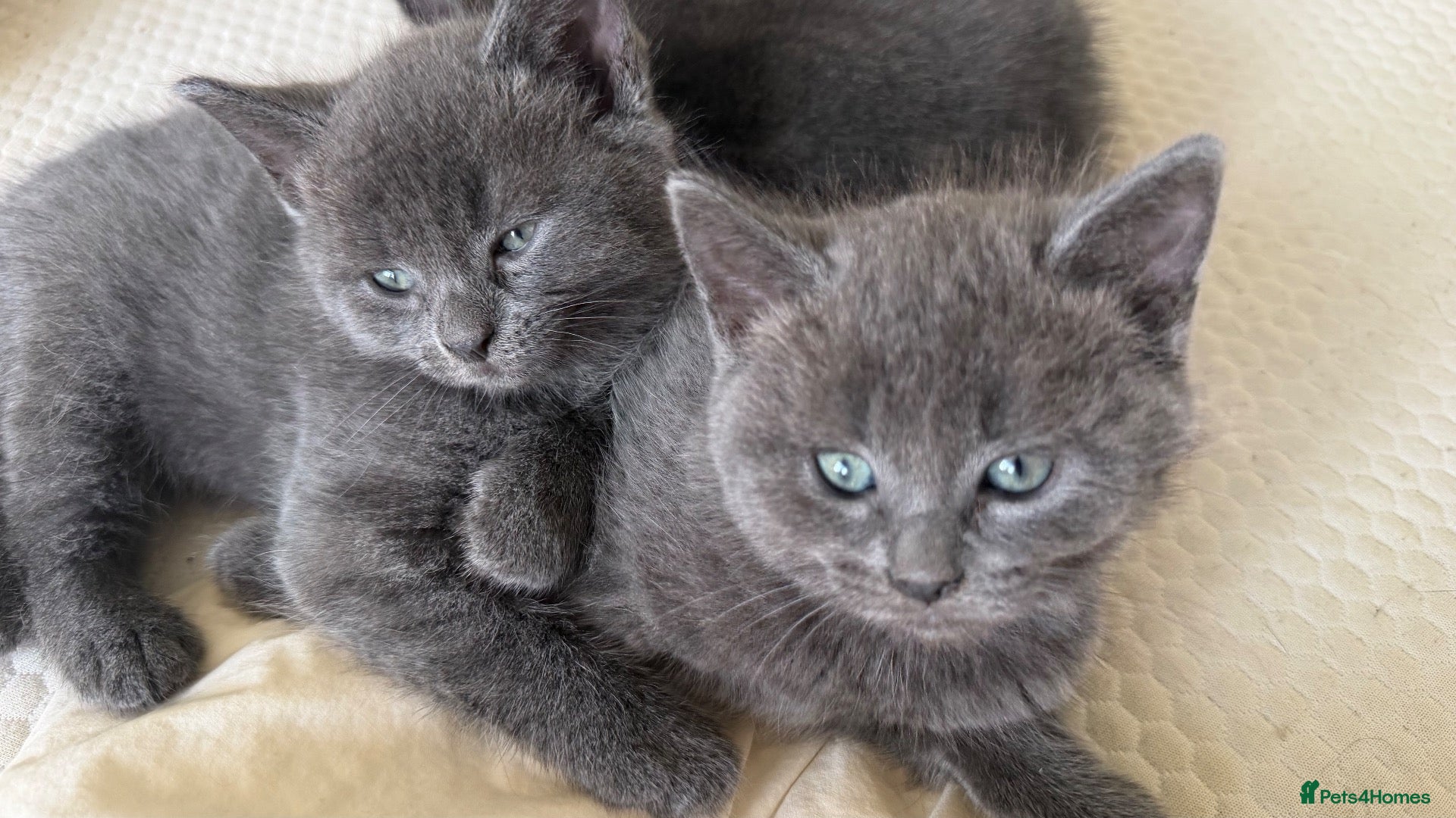 Ragdoll cats Ragdoll X kittens for sale - Advert 6