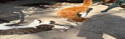 Domestic Shorthair cats for adoption: Bonded pair of wonderful cats in need of a home! - Advert 1