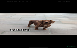 Cockapoo dogs for sale: 3 x Beautiful Red Cockerpoo Pups For Sale - Image 14