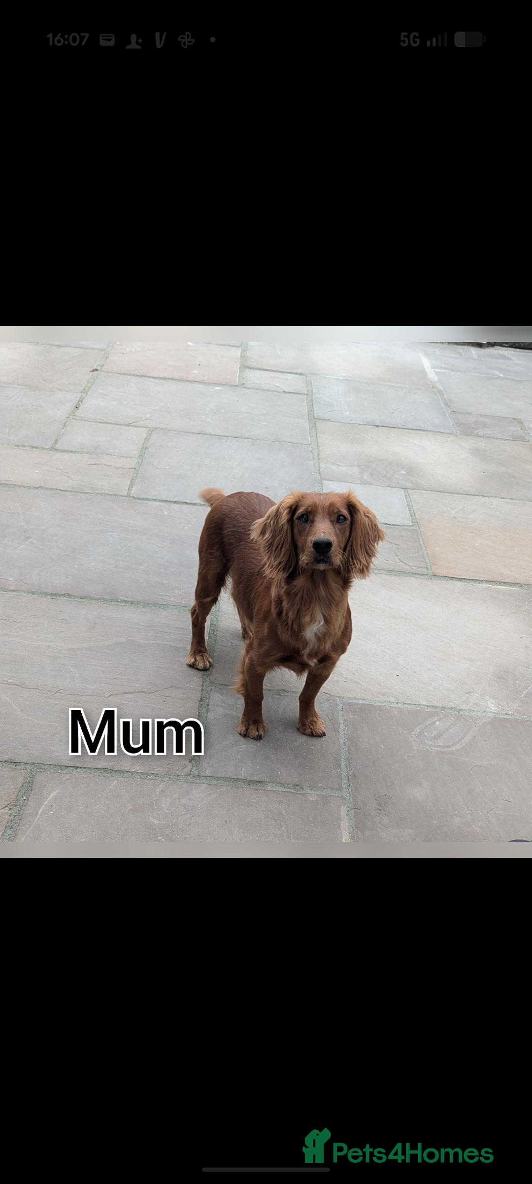 Cockapoo dogs for sale: 3 x Beautiful Red Cockerpoo Pups For Sale - Image 14