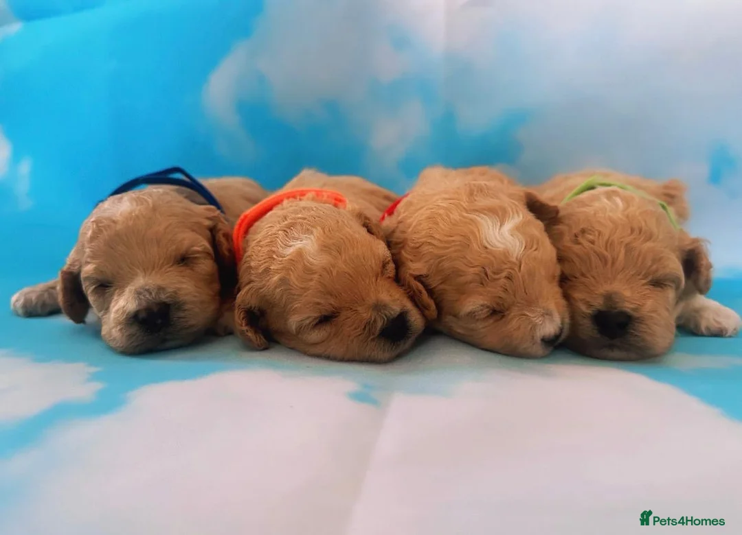 Maltipoo dogs for sale: ⭐️ Health Tested Stunning Maltipoos ⭐️ in Wolverhampton - Advert 1