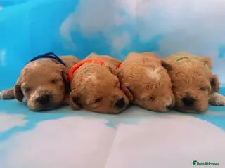 Maltipoo dogs ⭐️ Health Tested Stunning Maltipoos ⭐️ in Wolverhampton - Advert 5