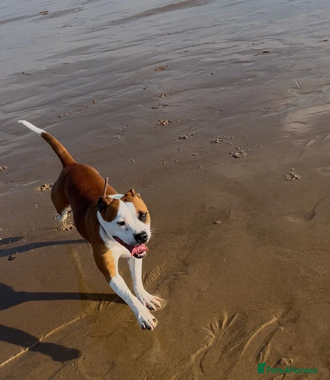 Staffordshire Bull Terrier dogs for sale: Ana,is ready for new home - Advert 5