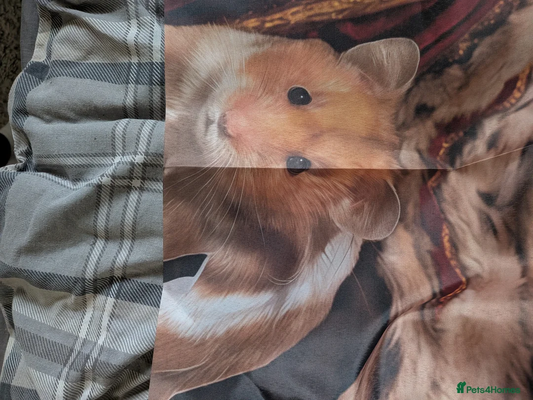 Hamster rodents for sale: Hamster with everything needed - Advert 9