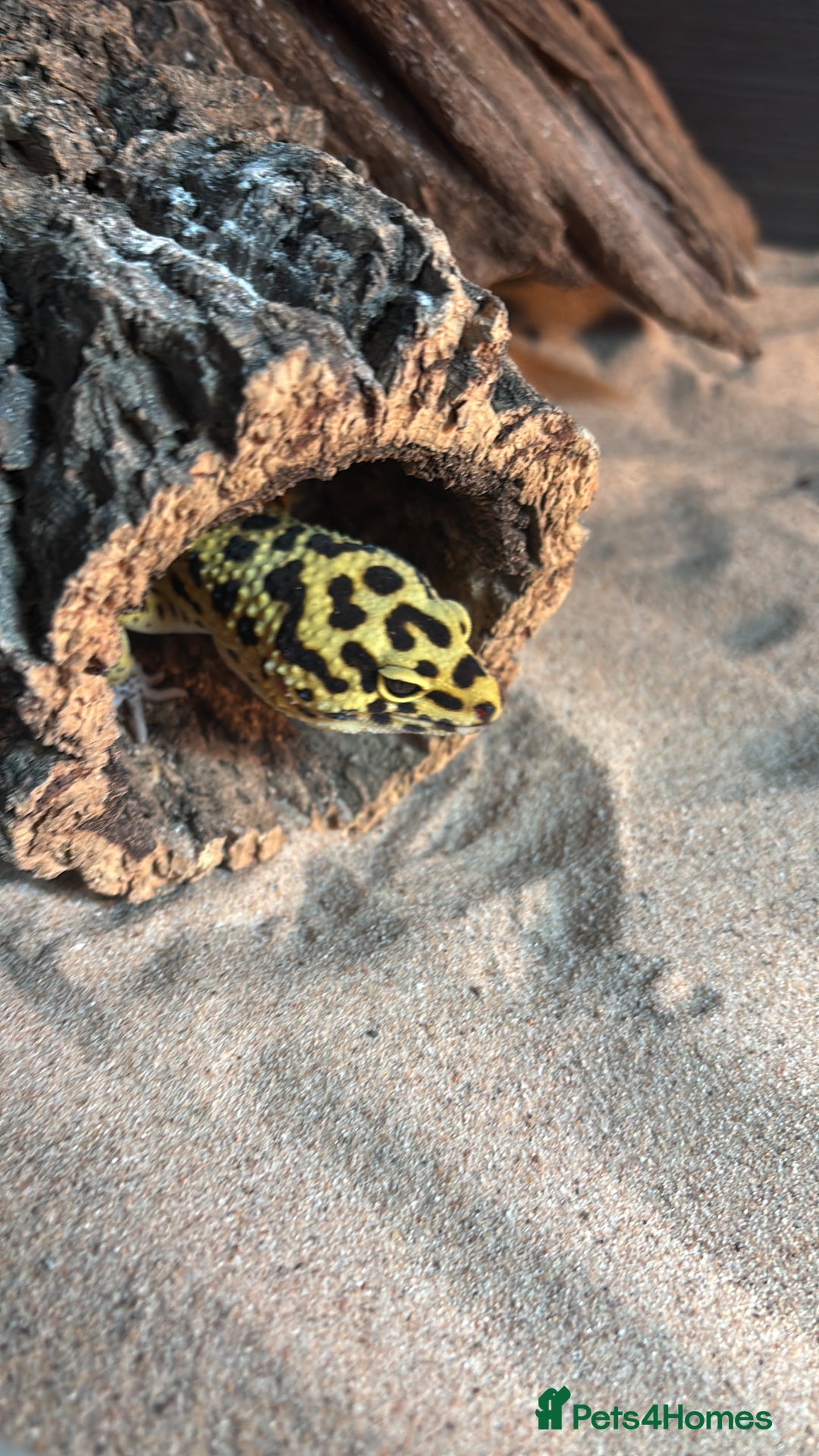 Gecko reptiles for sale: 🦎 Leopard Gecko  - Advert 3