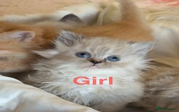 Mixed Breed cats for sale: Ragdoll X Persian kittens  - Image 6