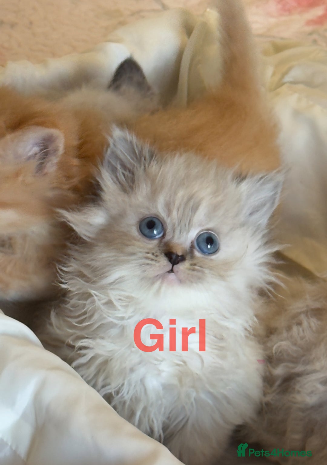 Mixed Breed cats for sale: Ragdoll X Persian kittens  - Image 6