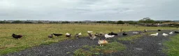 Chickens poultry for sale: Hybrids and Pure Breeds in Swadlincote - Advert 2