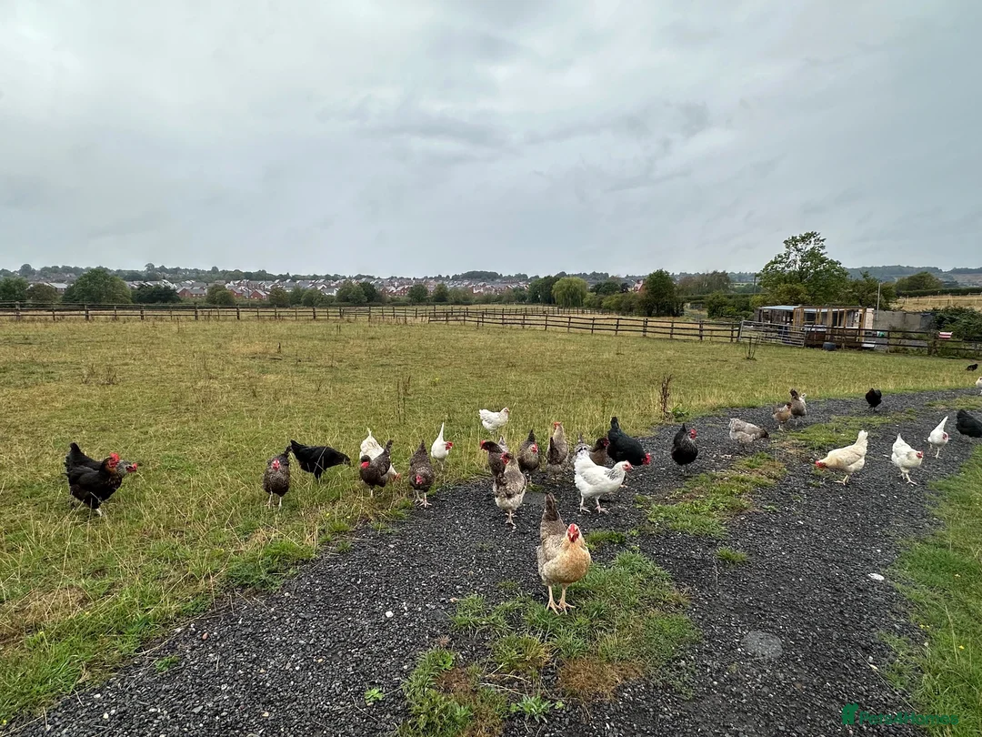 Chickens poultry for sale: Hybrids and Pure Breeds in Swadlincote - Advert 2