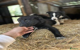 Border Collie dogs for sale: Border collie puppies  - Image 7