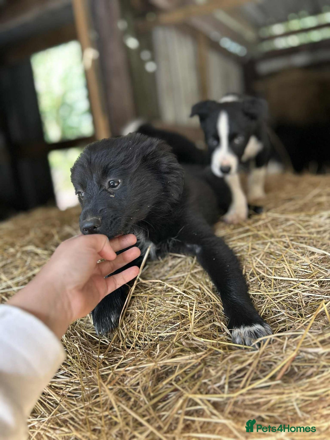 Border Collie dogs for sale: Border collie puppies  - Image 7