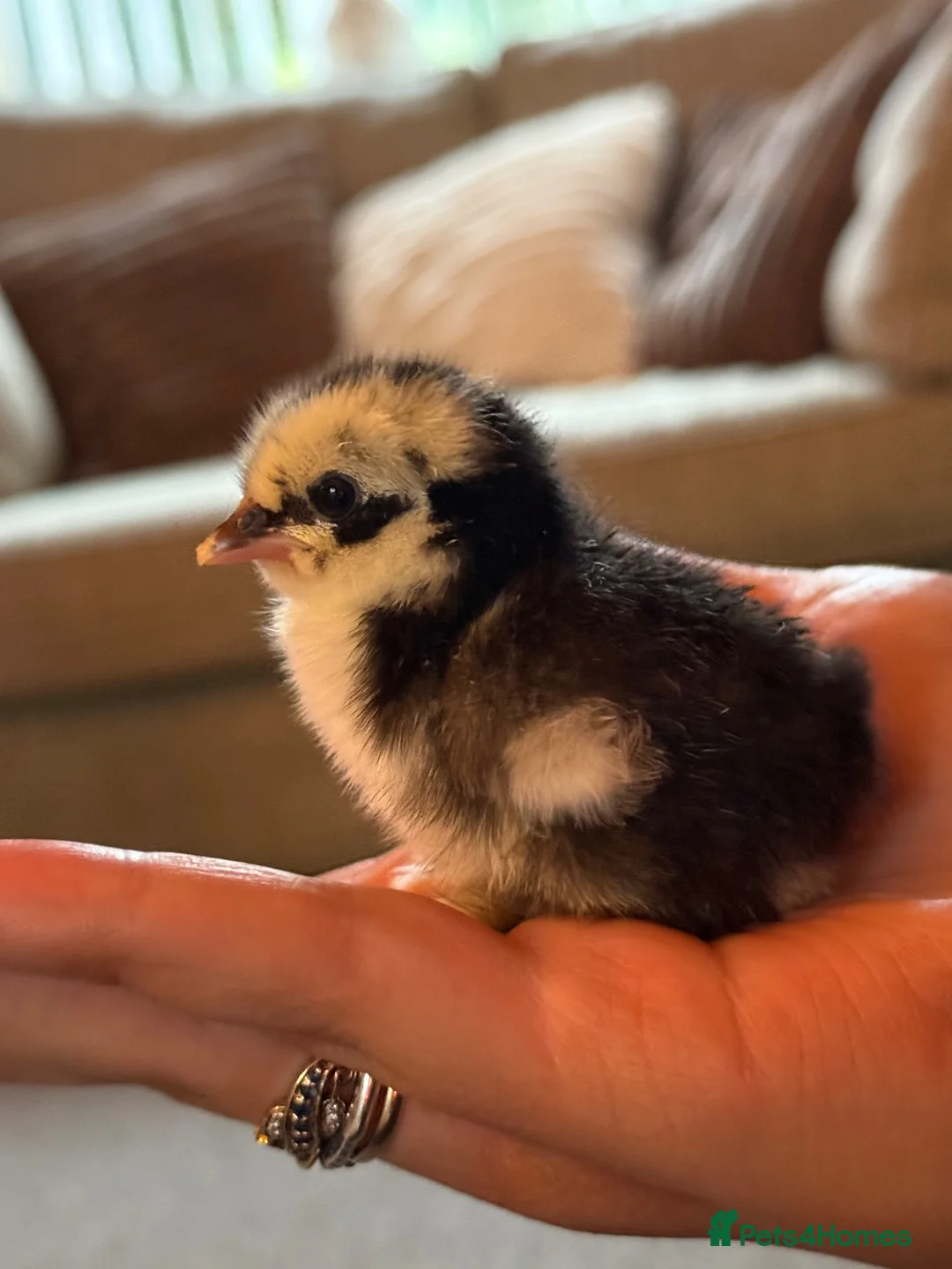 Chickens poultry for sale: Hatching eggs Pekin bantam & silkie  - Advert 17