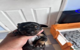 Mixed Breed dogs for sale: 5 Jack Russell x miniature dashound puppies £800 - Image 24