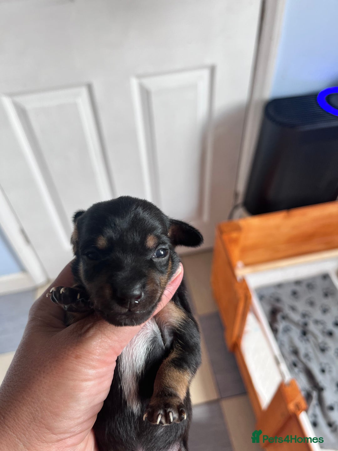 Mixed Breed dogs for sale: 5 Jack Russell x miniature dashound puppies £800 - Image 24