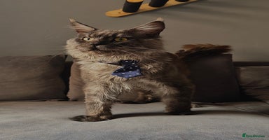 Maine Coon cats - Advert 2