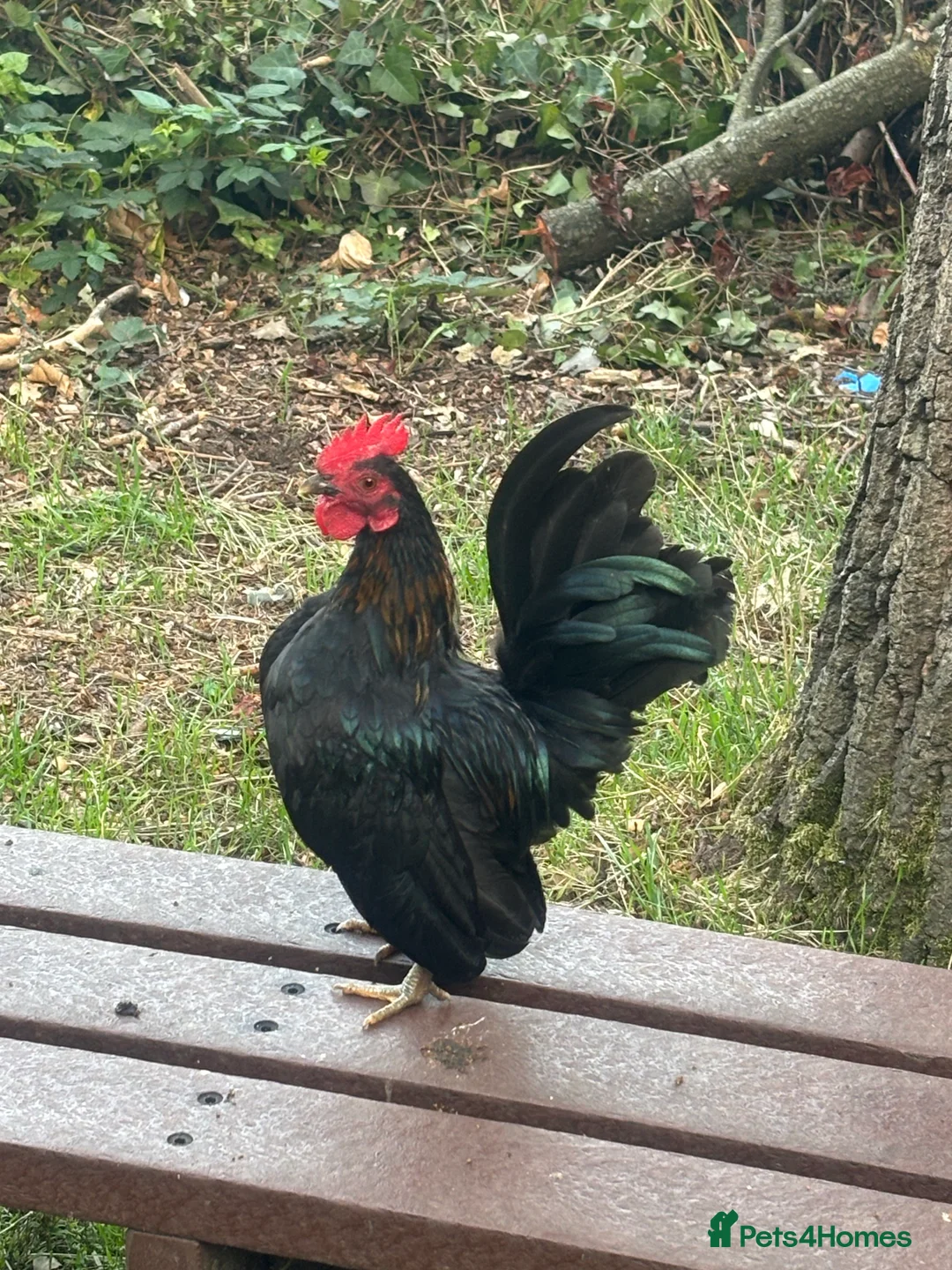 Gallery Image {{count}}