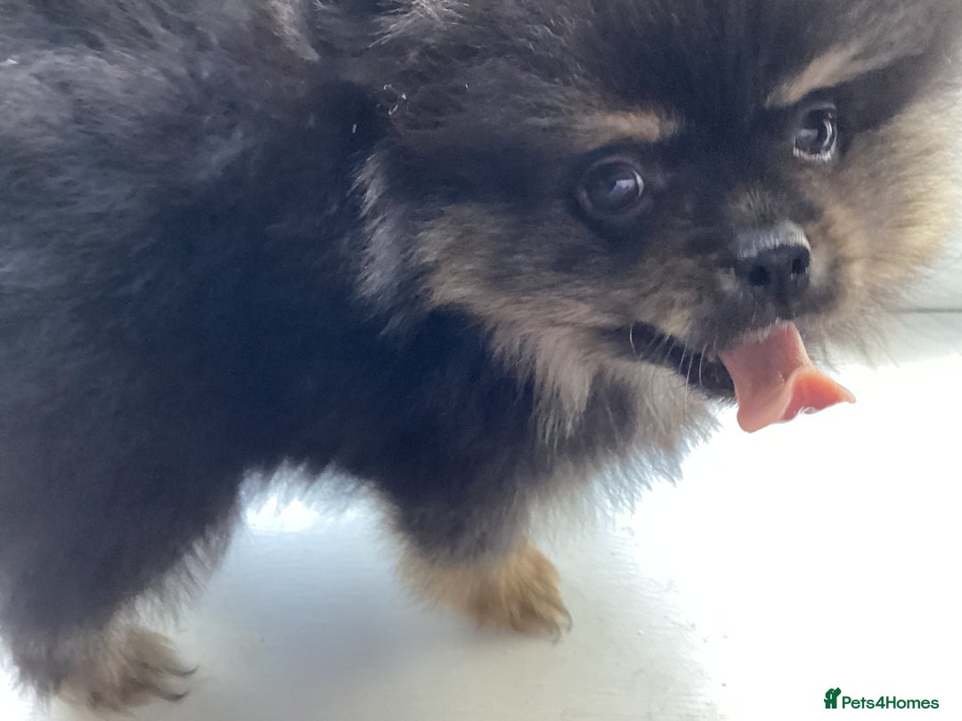 Pomeranian dogs for sale: Positivity thriving puppy 🤗 - Advert 5