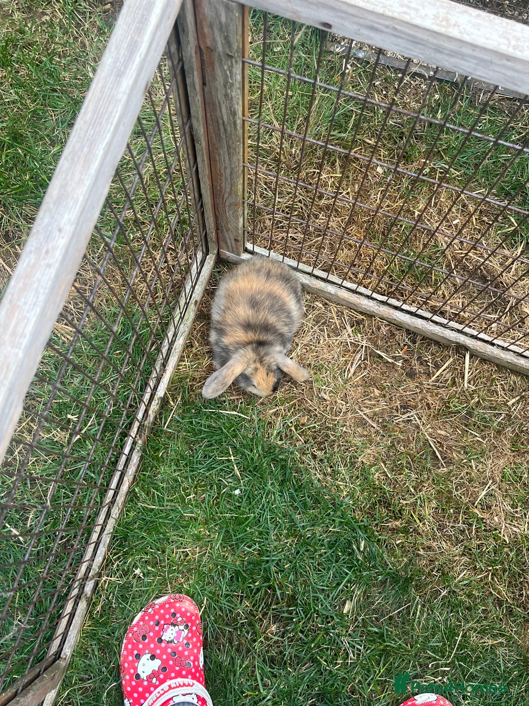 English Lop rabbits for sale: Beautiful bunnies in Pontefract - Image 19