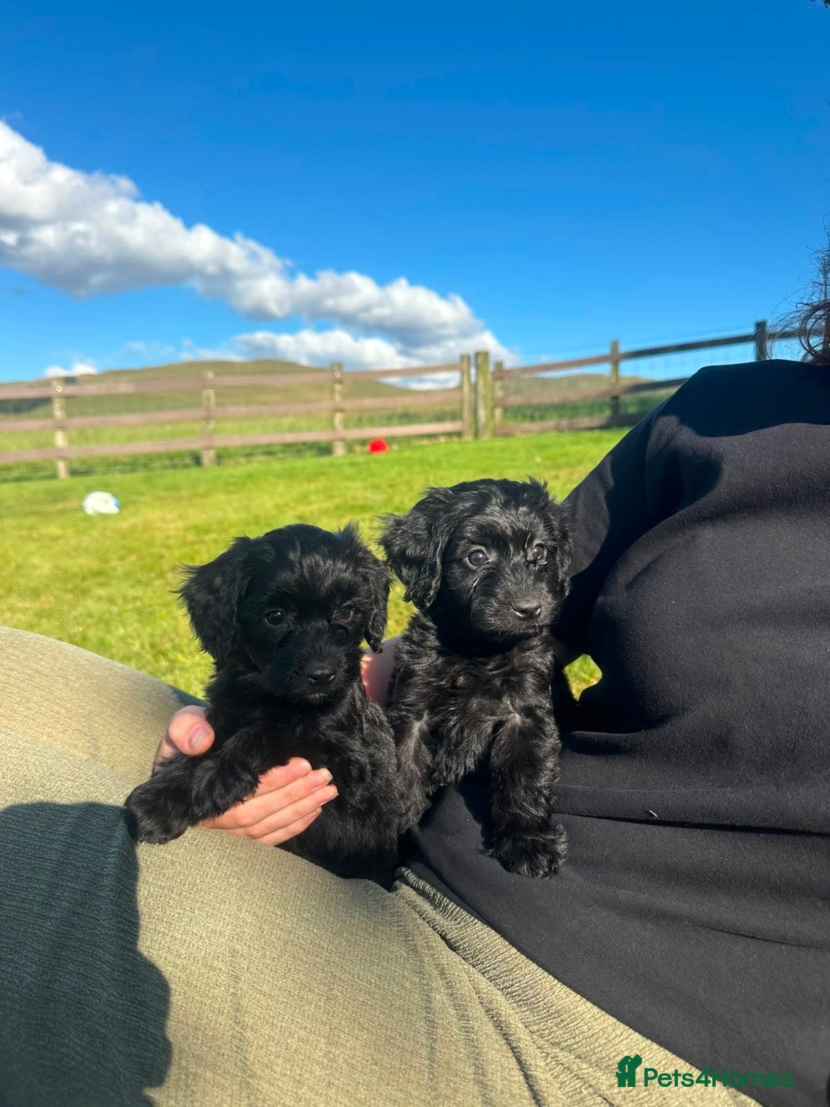 Cockapoo dogs *READY* 1 Gorgeous Cockapoo puppy left for sale - Advert 1
