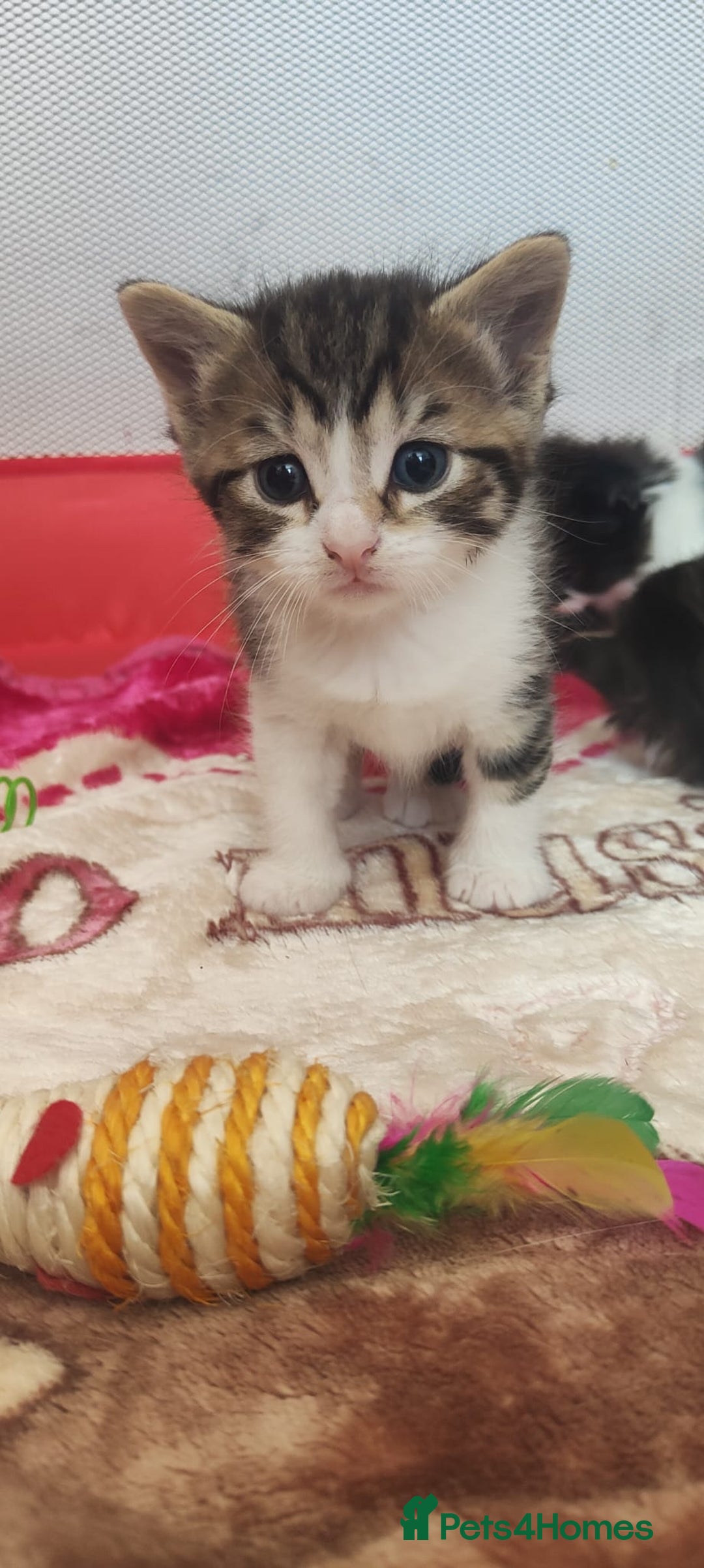 Mixed Breed cats for sale: Ragdoll mixed kitten - Image 3