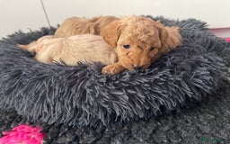 Maltipoo dogs for sale: 💗💙 **  TOY MALTIPOOS💗💙 - Image 29