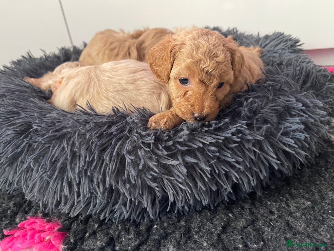 Maltipoo dogs for sale: 💗💙 **  TOY MALTIPOOS💗💙 - Image 29