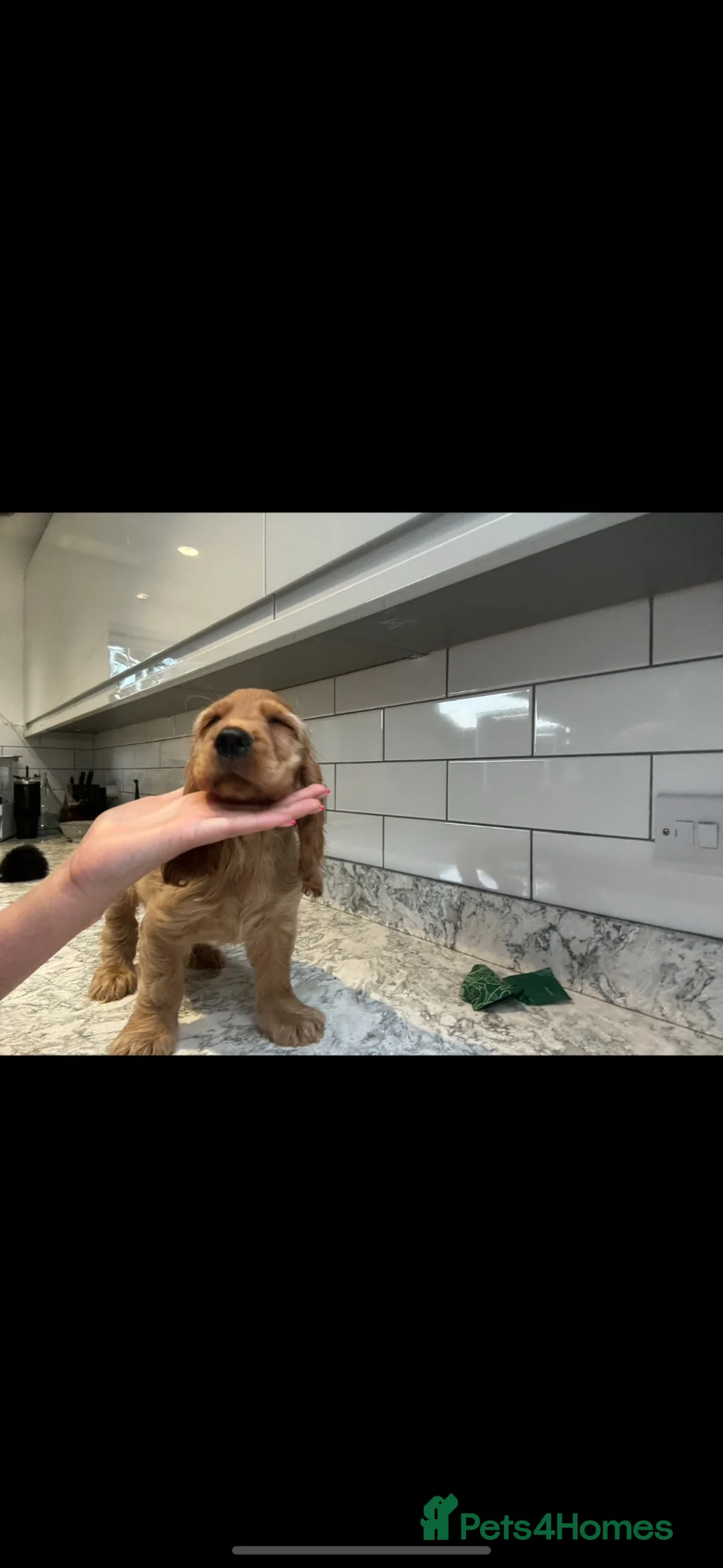 Cocker Spaniel dogs for sale: Beautiful Show Cocker spaniels - Advert 2
