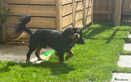 Cavalier King Charles Spaniel dogs for stud: Black & Tan cavalier King Charles spaniel stud  in Ferryhill - Image 1
