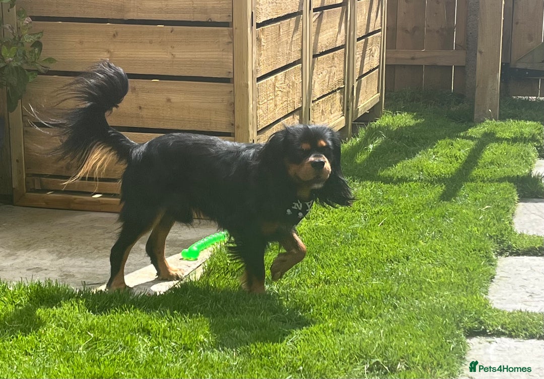Cavalier King Charles Spaniel dogs for stud: Black & Tan cavalier King Charles spaniel stud  in Ferryhill - Image 1