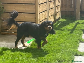 Cavalier King Charles Spaniel dogs in Ferryhill - Advert 35