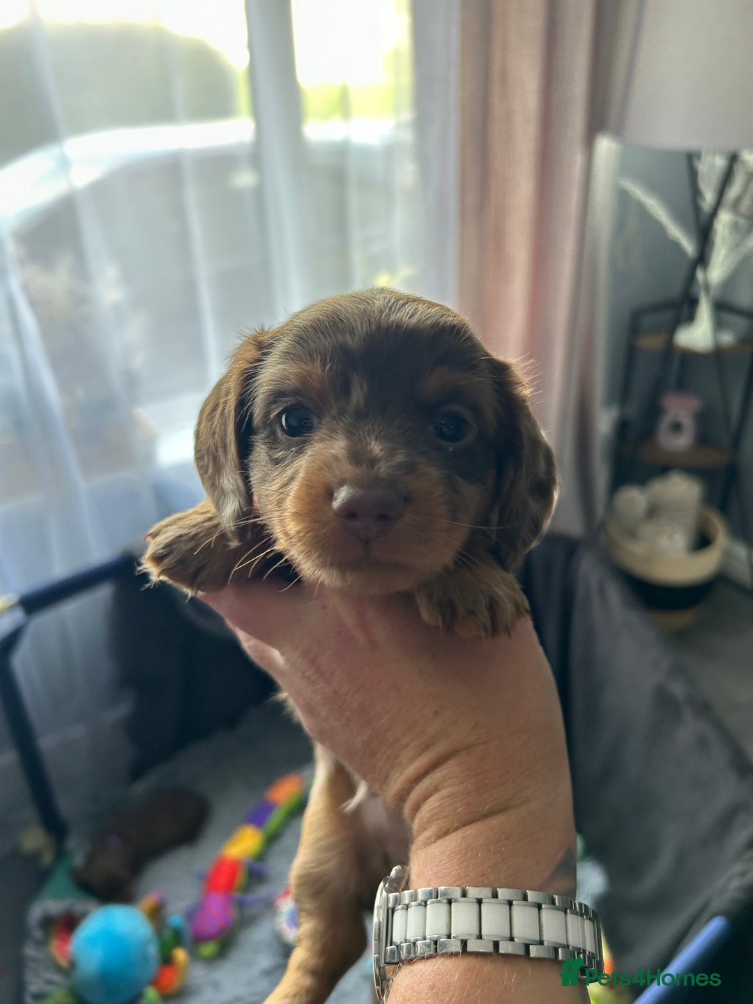 Miniature Dachshund dogs for sale: Chocolate Tan/dapple Miniature Dachsund - Image 39